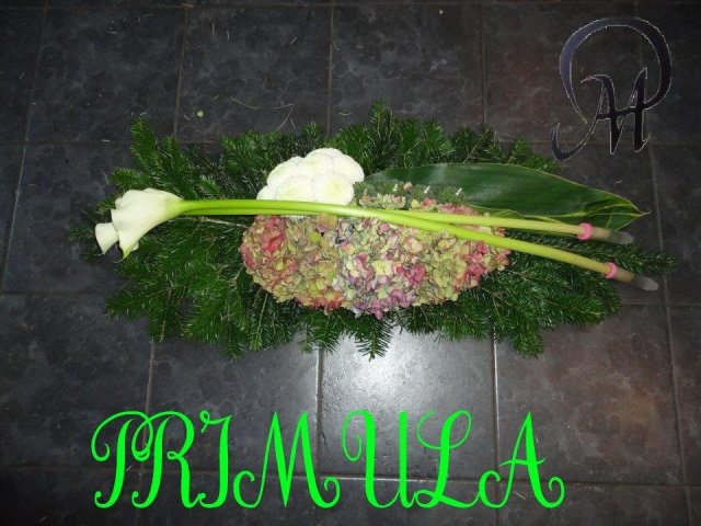 primula 1
